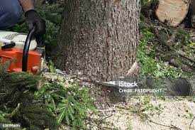 Best Firewood Processing and Delivery  in Woodbury, MN