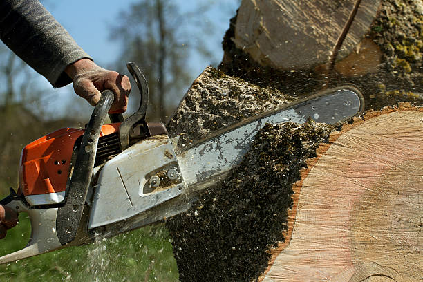 Tree and Shrub Care in Woodbury, MN